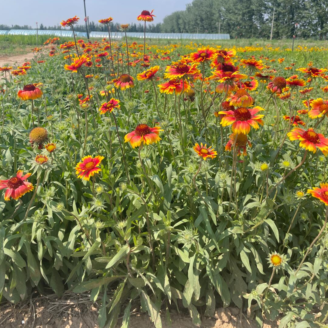 Blanket Flower Seeds