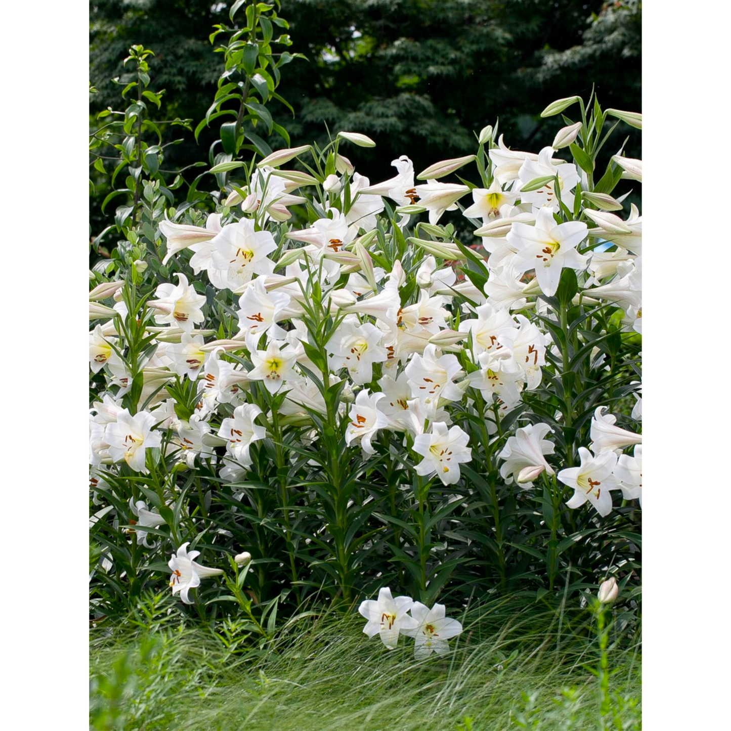 Lilienzwiebeln - Gemischt
