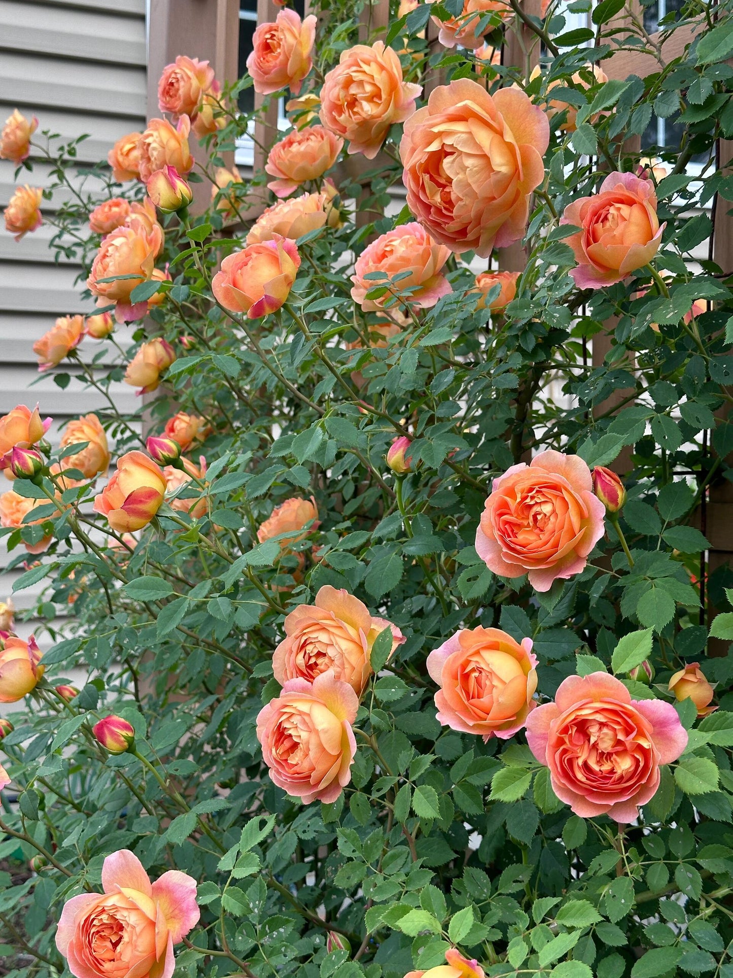 Kletterrose – Lady Charlotte