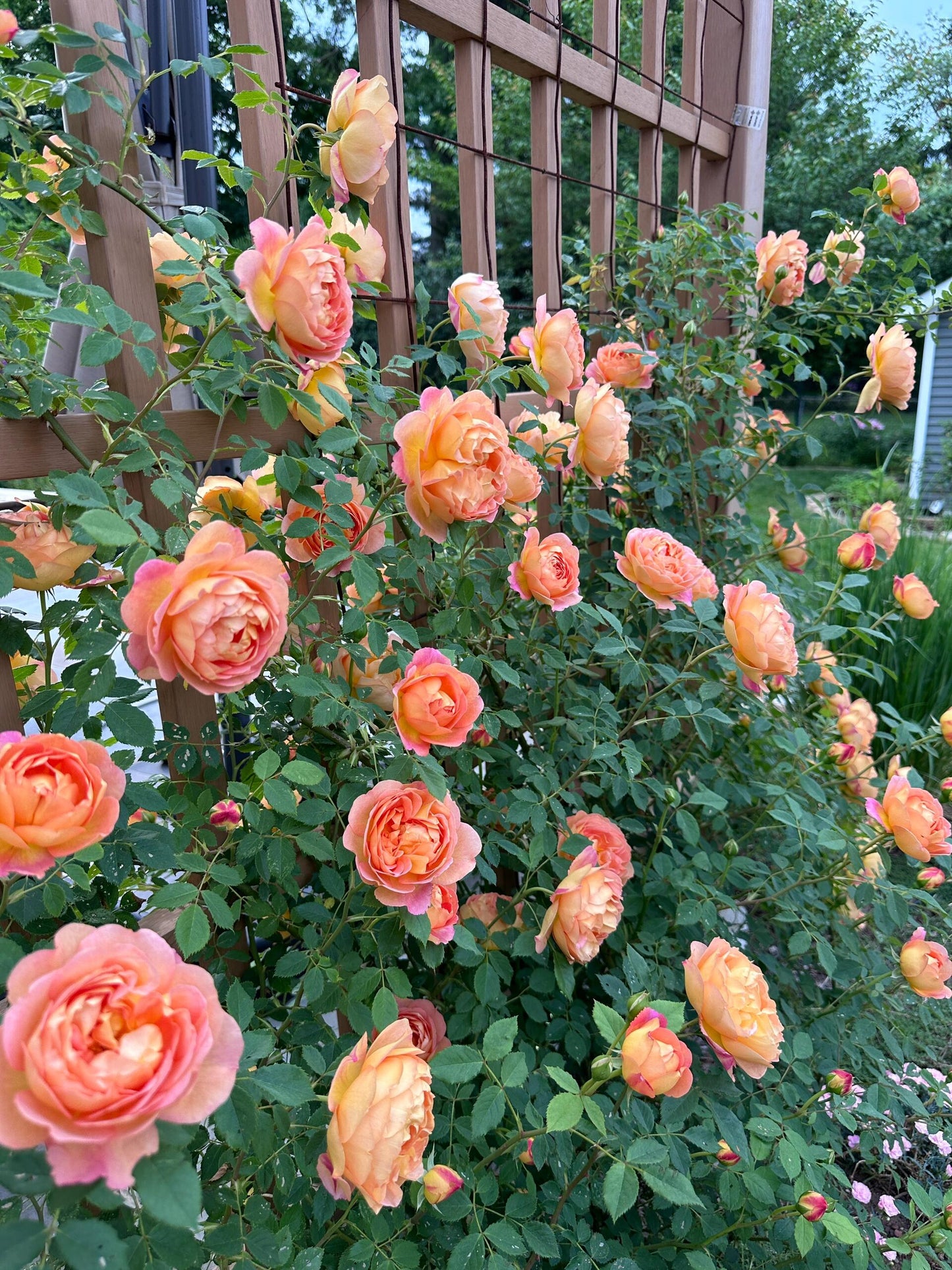 Kletterrose – Lady Charlotte