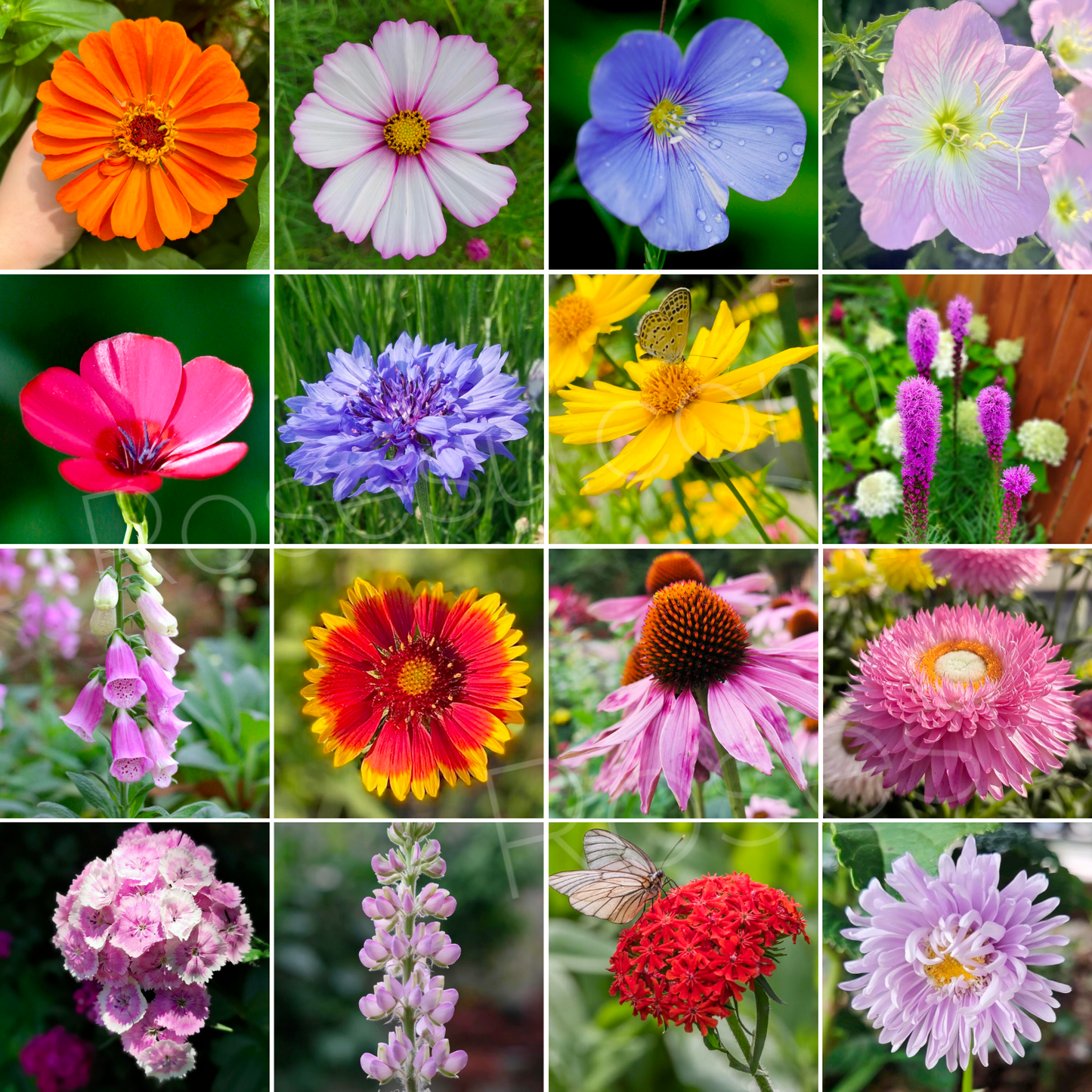 Gemischte Wildblumensamen