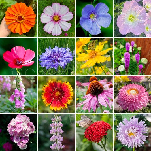 Gemischte Wildblumensamen