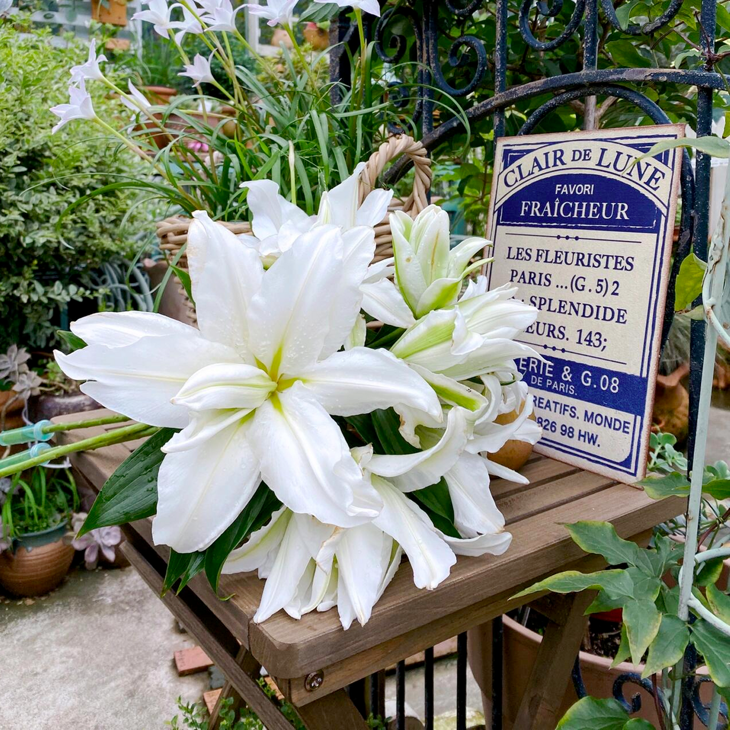 Lilienzwiebeln - Gemischt
