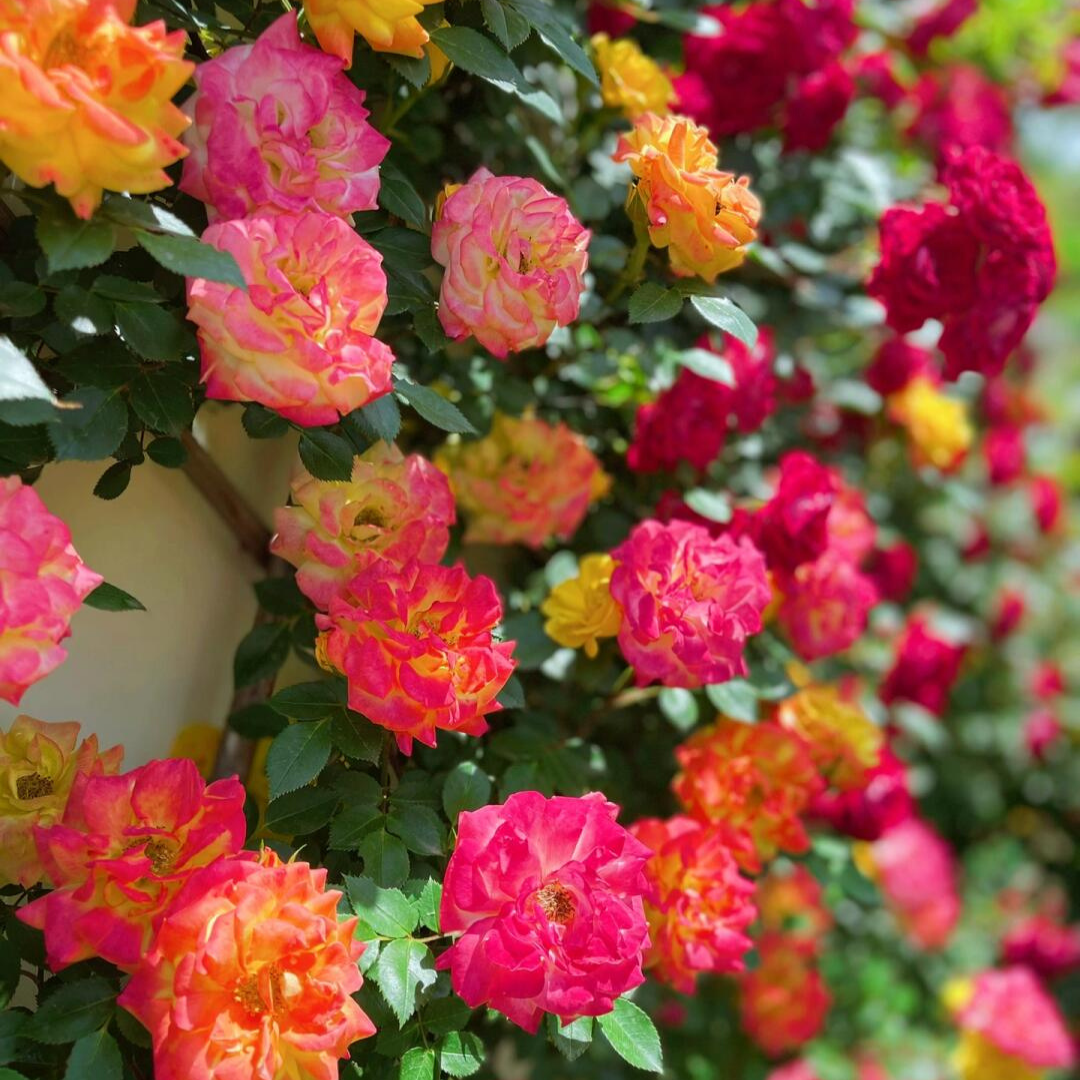 Kletterrose – Rainbow Vine