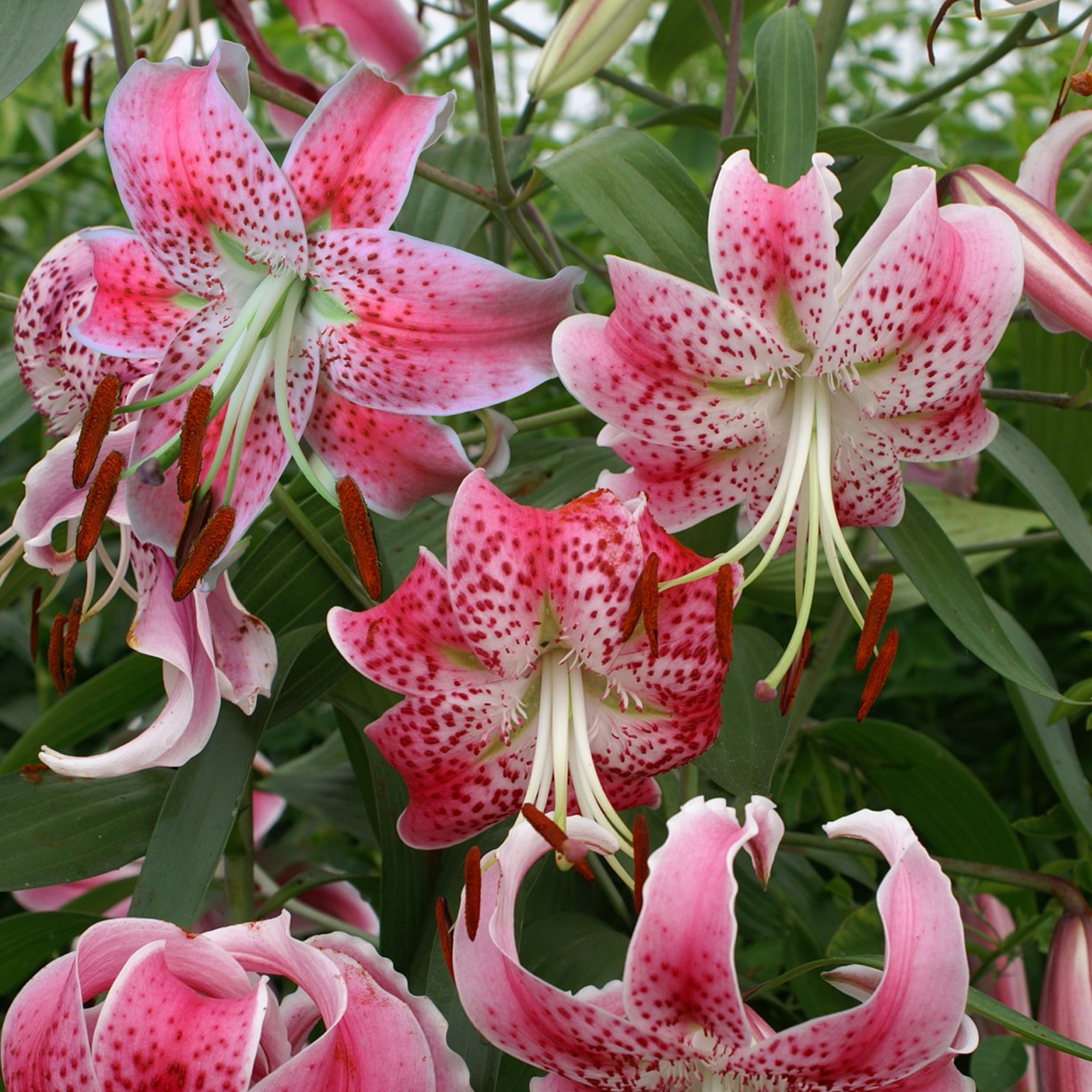 Lilienzwiebeln – Spec. Var. Rubrum Uchida