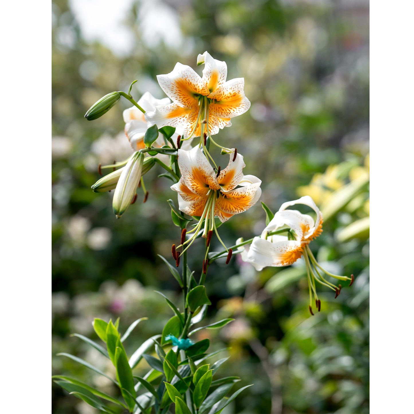 Lilienzwiebeln - Lady Alice