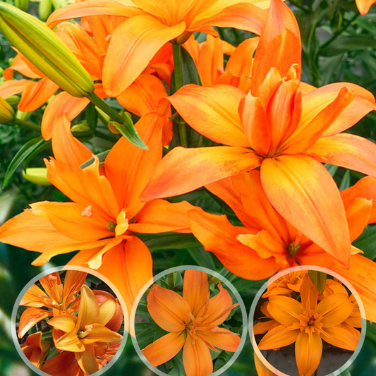 Lilienzwiebeln – Scoubidou