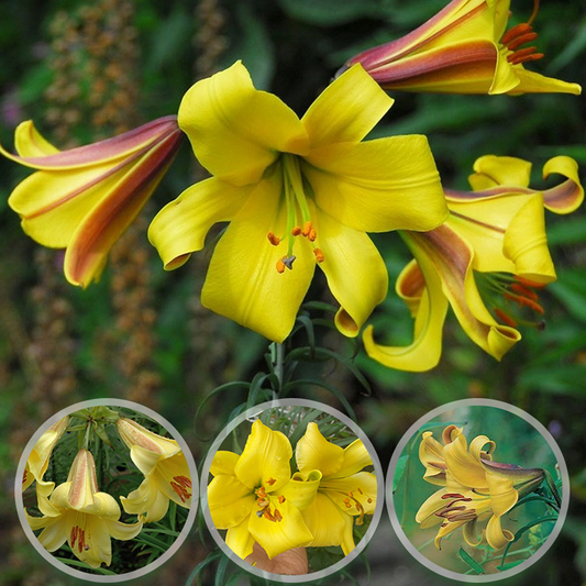 Lilienzwiebeln – Goldener Glanz