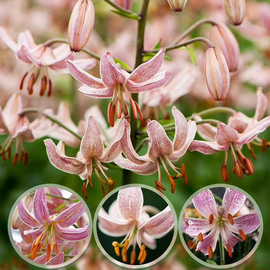 Sternblatt-Lilienzwiebeln – Pink Morning
