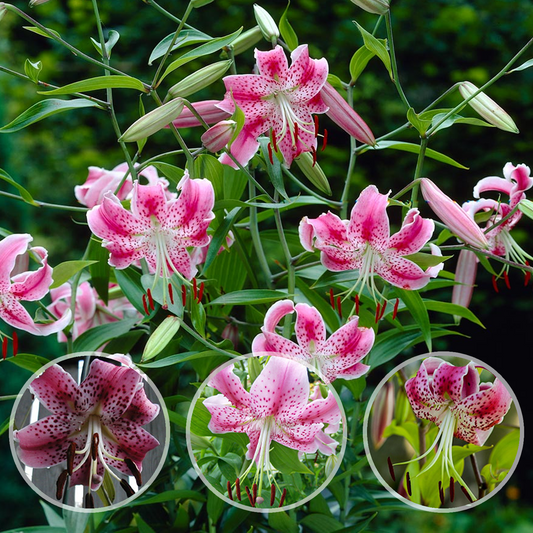 Lilienzwiebeln – Spec. Var. Rubrum Uchida