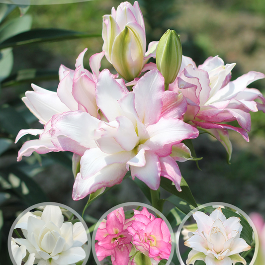 Lilienzwiebeln - Roselily Anouska