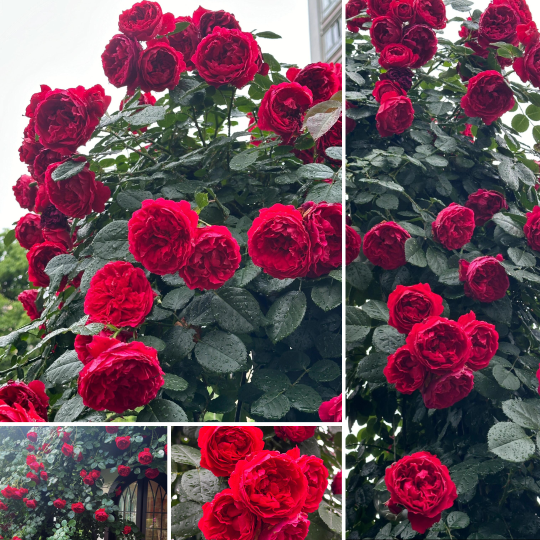 Kletterrose – Florentina