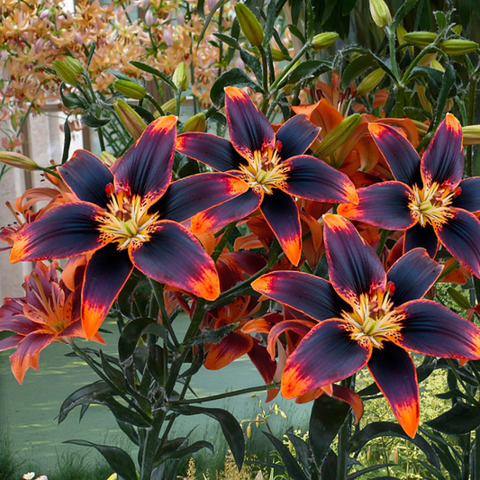 Asiatische Lilienzwiebeln - Susan Forever