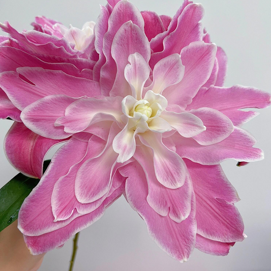 Lilienzwiebeln – Lotus Wonder