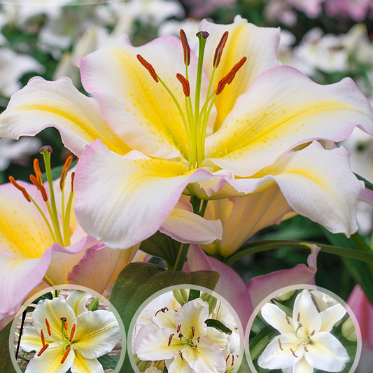 Lilienzwiebeln – Captain Tricolore