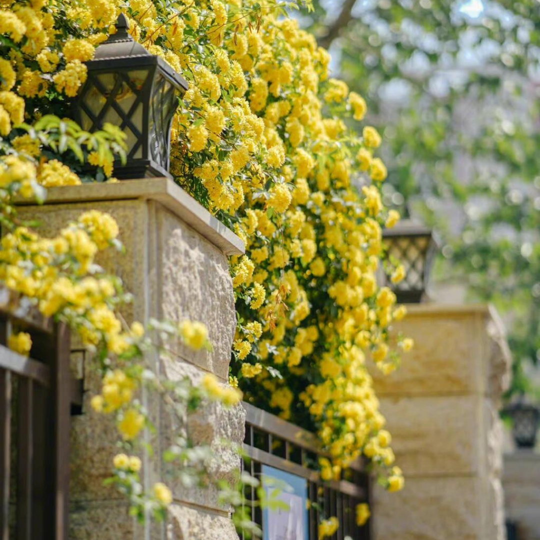 Kletterrose ‘Goldener Duft’ – Duftende Schönheit für den Garten