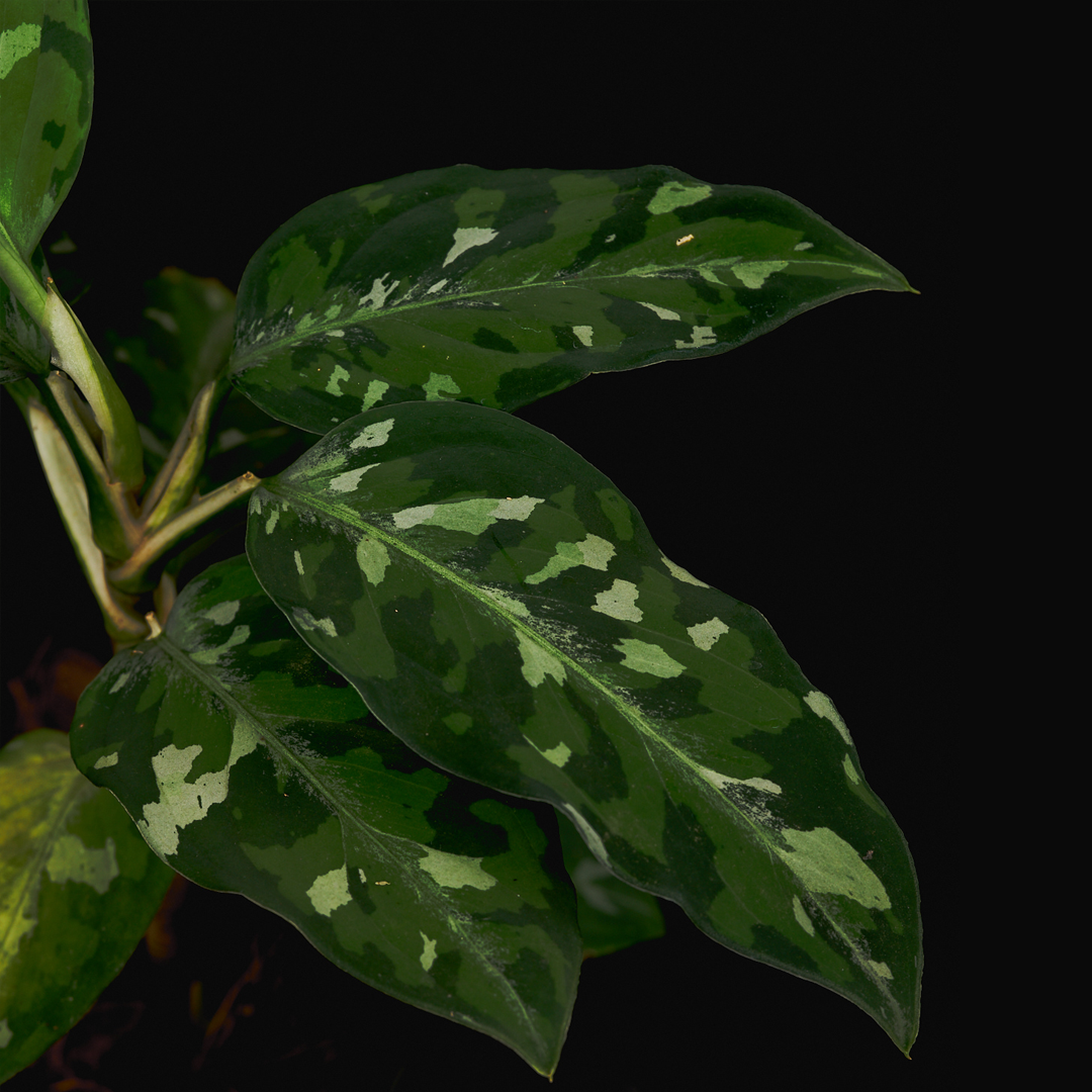 Aglaonema pictum ‘Camouflage’ – Sumatra-Rarität