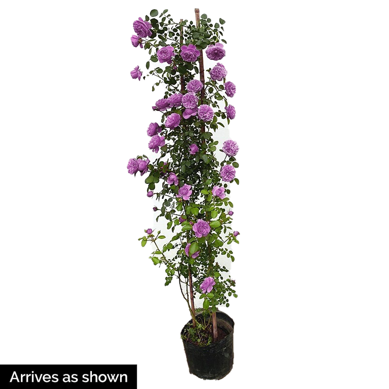 Kletterrose – Blue Rain Shade