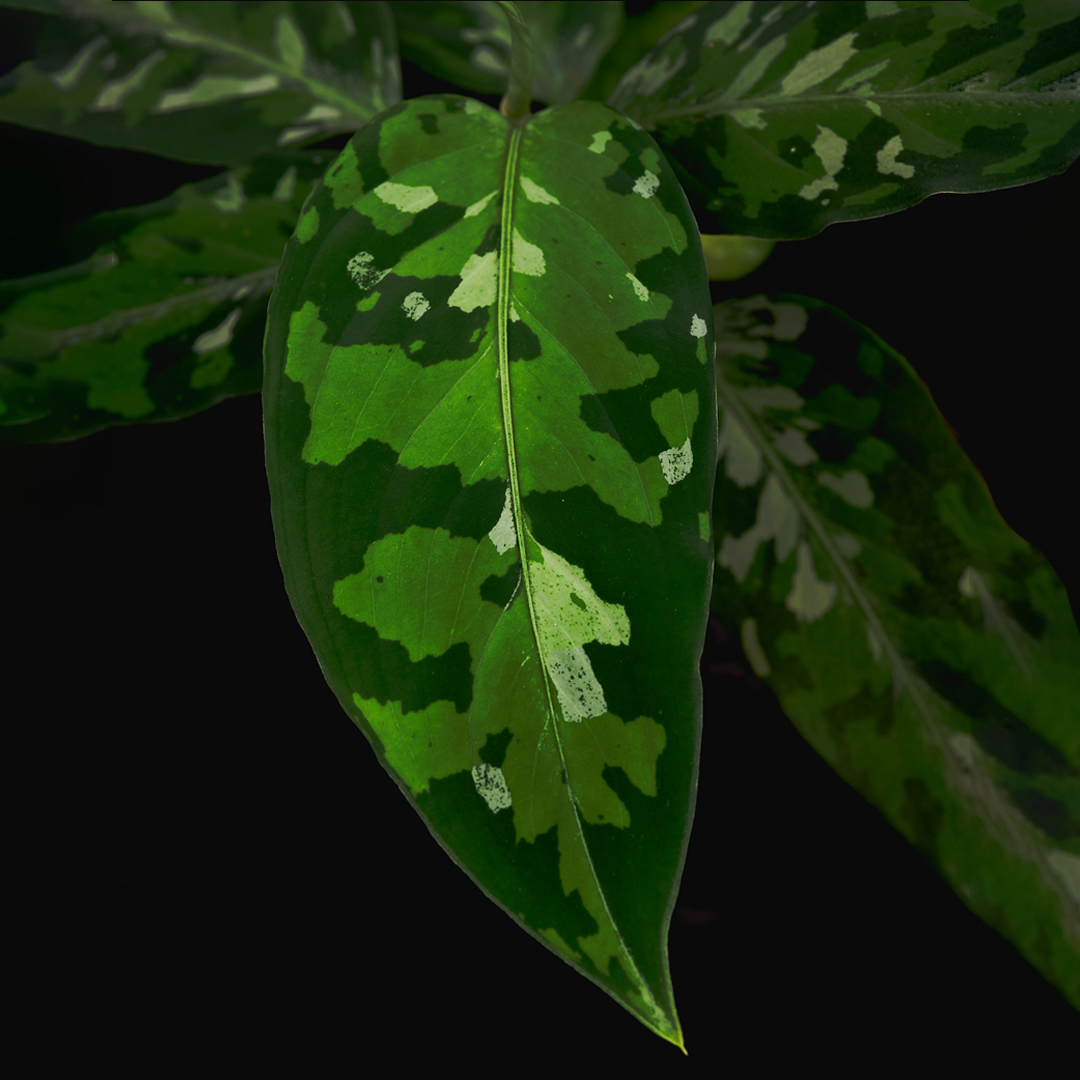 Aglaonema pictum ‘Camouflage’ – Sumatra-Rarität
