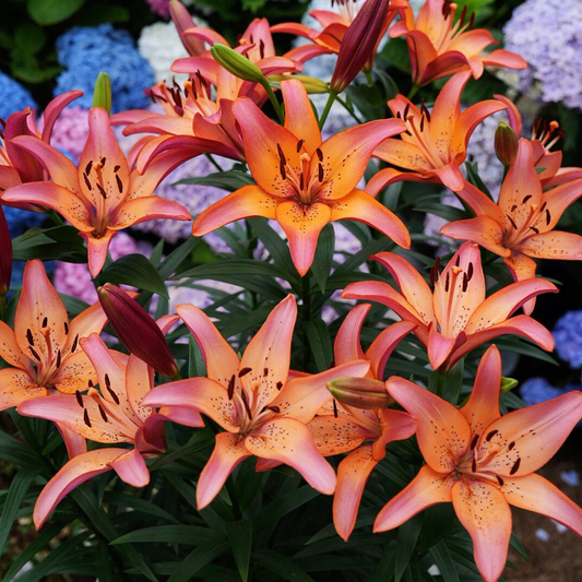 Lilienzwiebeln – Royal Sunset