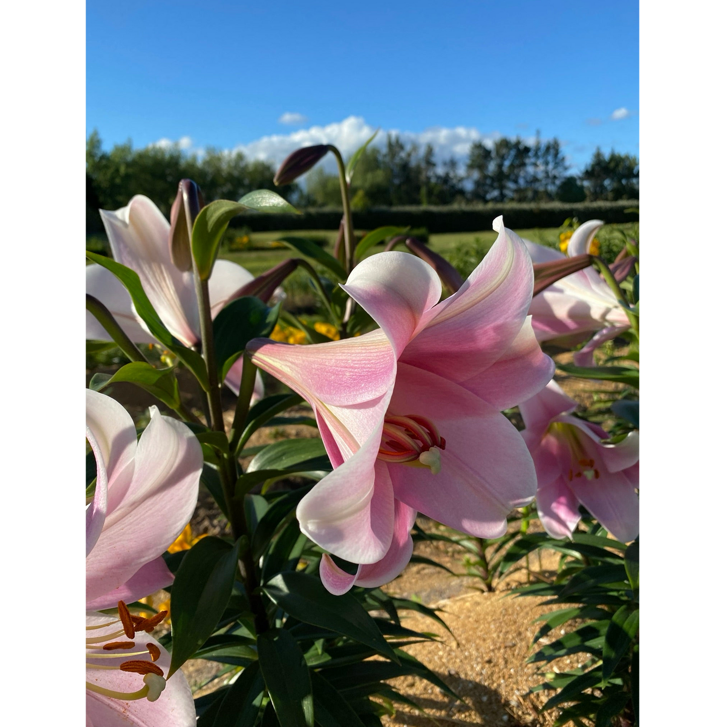 Lilienzwiebeln - Cali