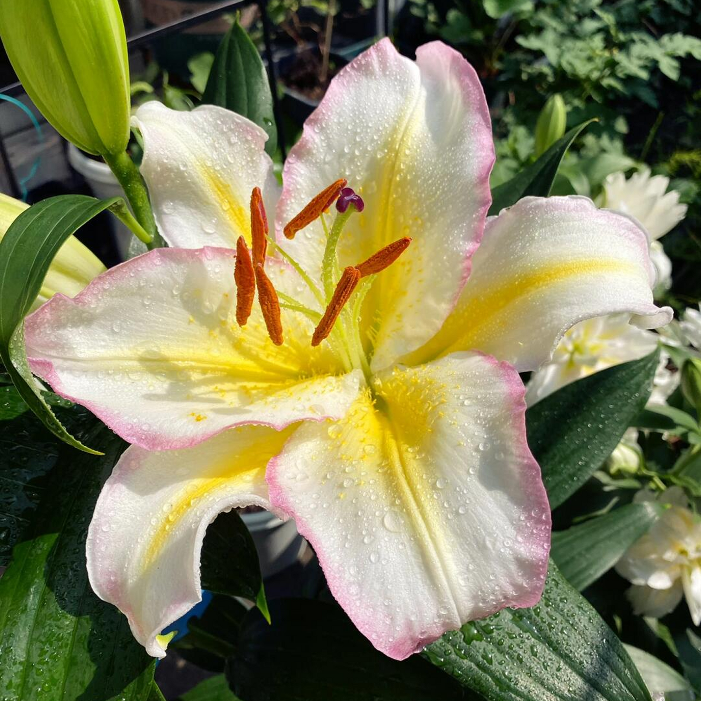 Lilienzwiebeln – Captain Tricolore