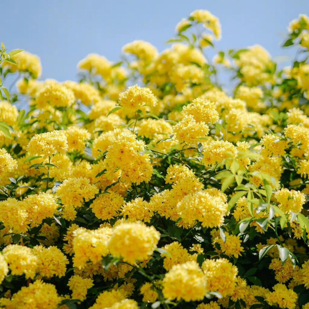 Kletterrose ‘Goldener Duft’ – Duftende Schönheit für den Garten