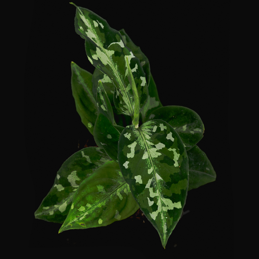 Aglaonema pictum ‘Camouflage’ – Sumatra-Rarität