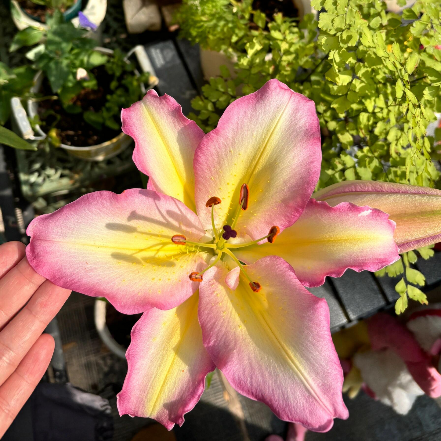 Lilienzwiebeln – Captain Tricolore