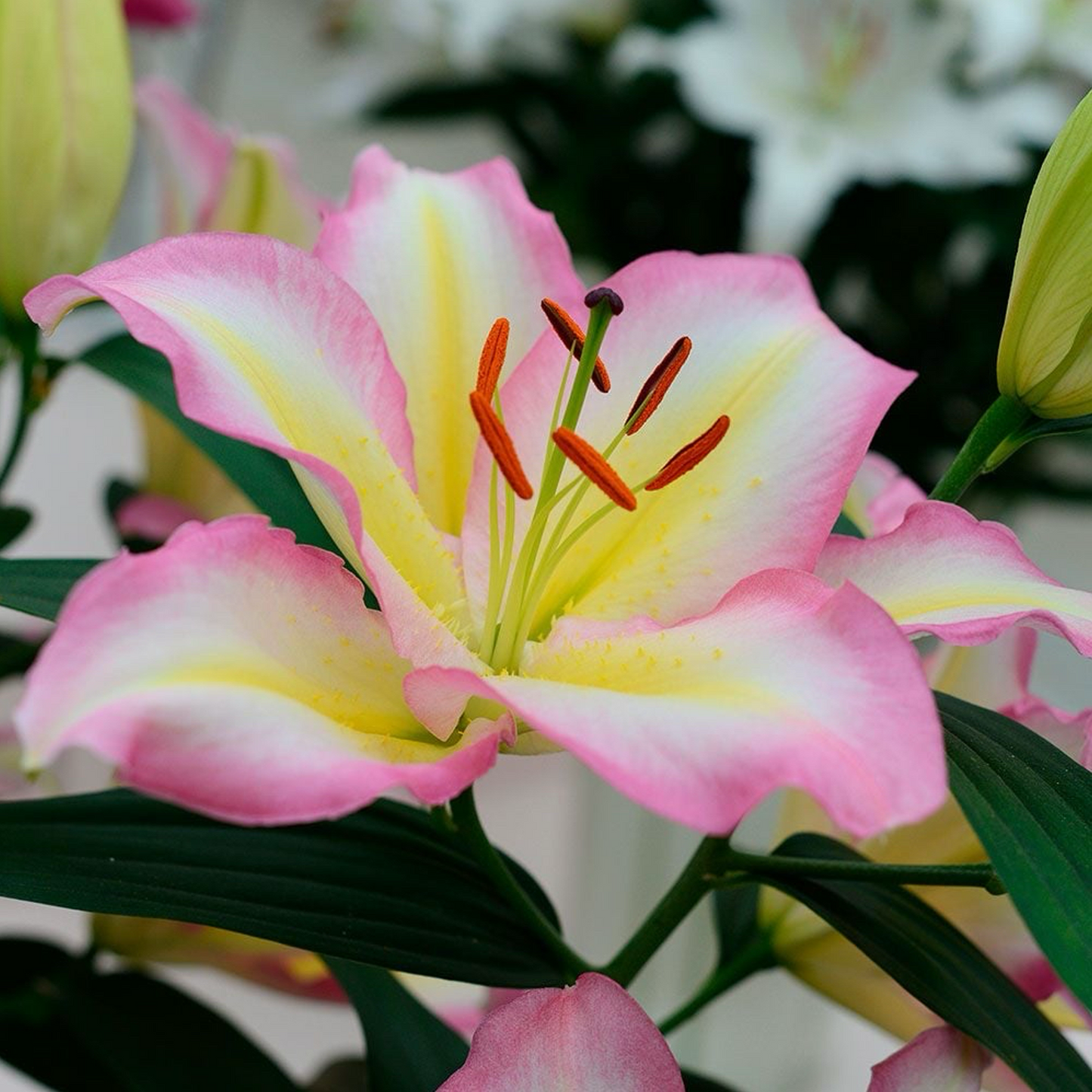 Lilienzwiebeln – Captain Tricolore