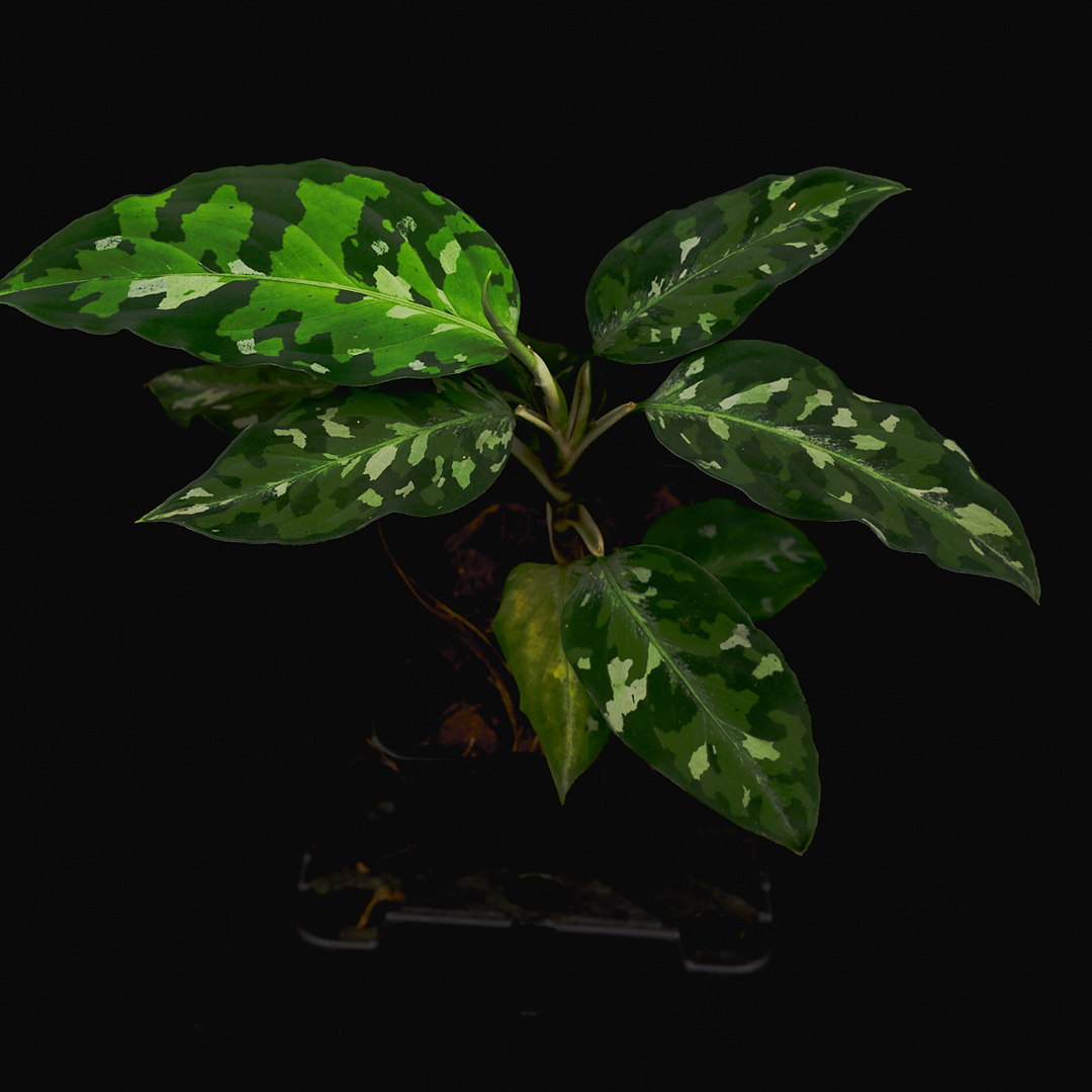 Aglaonema pictum ‘Camouflage’ – Sumatra-Rarität