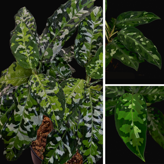 Aglaonema pictum ‘Camouflage’ – Sumatra-Rarität