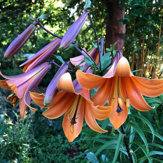 Lilienzwiebeln – Afrikanische Königin