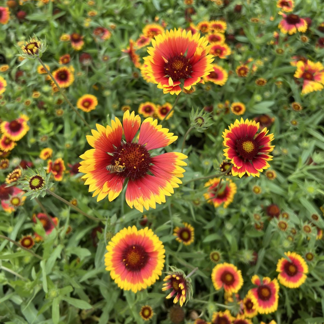 Blanket Flower Seeds