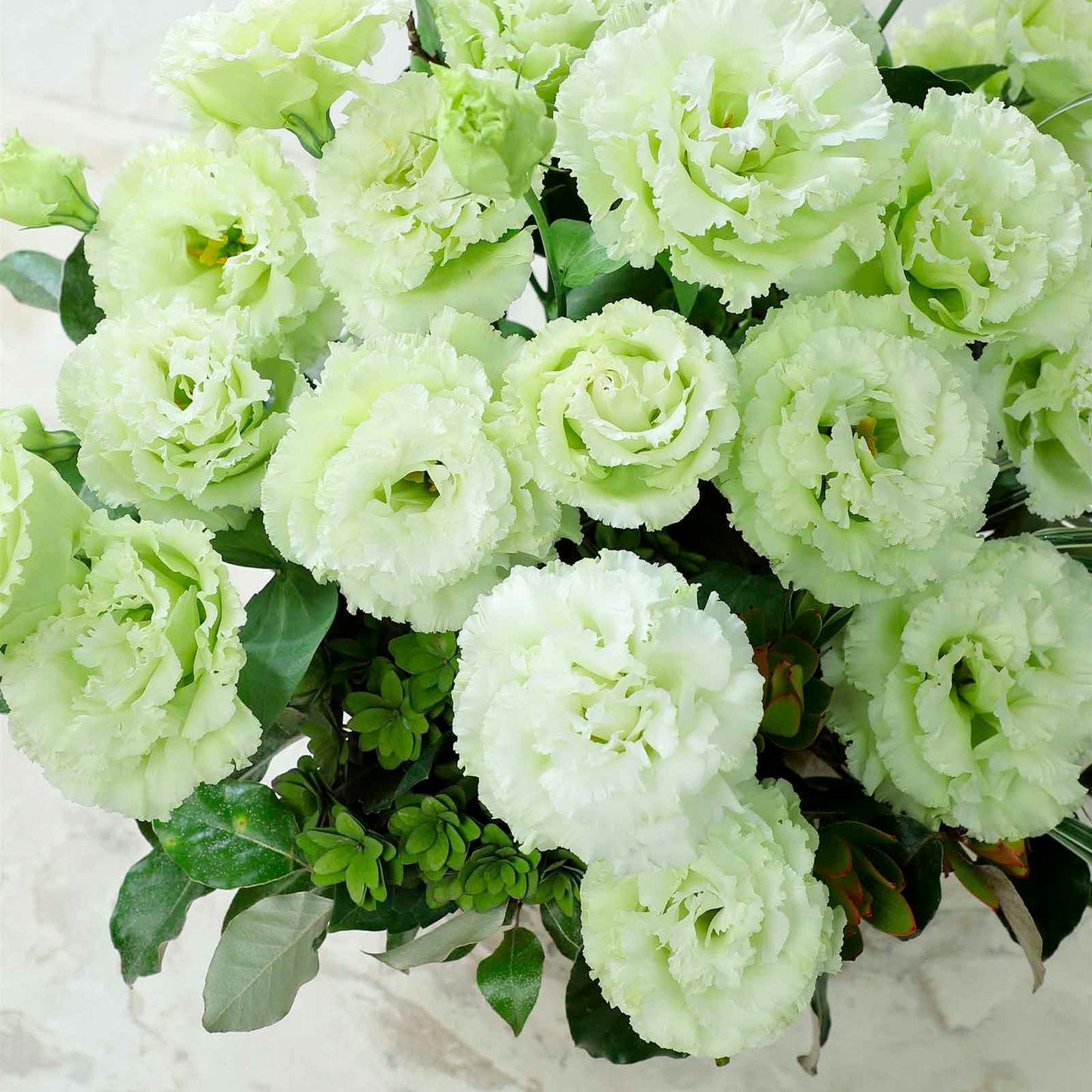 Lisanthus / Eustoma grandiflorum Samen – Die dornlose Rose