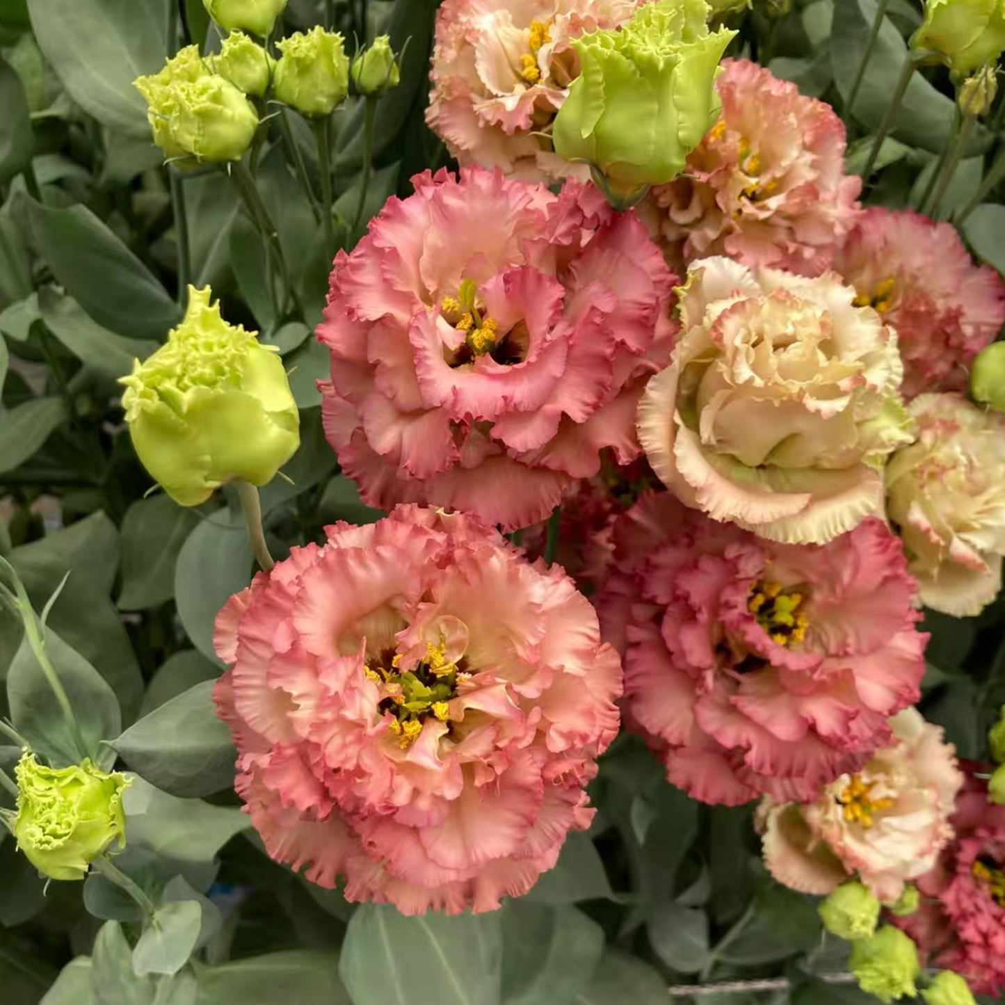 Lisanthus / Eustoma grandiflorum Samen – Die dornlose Rose