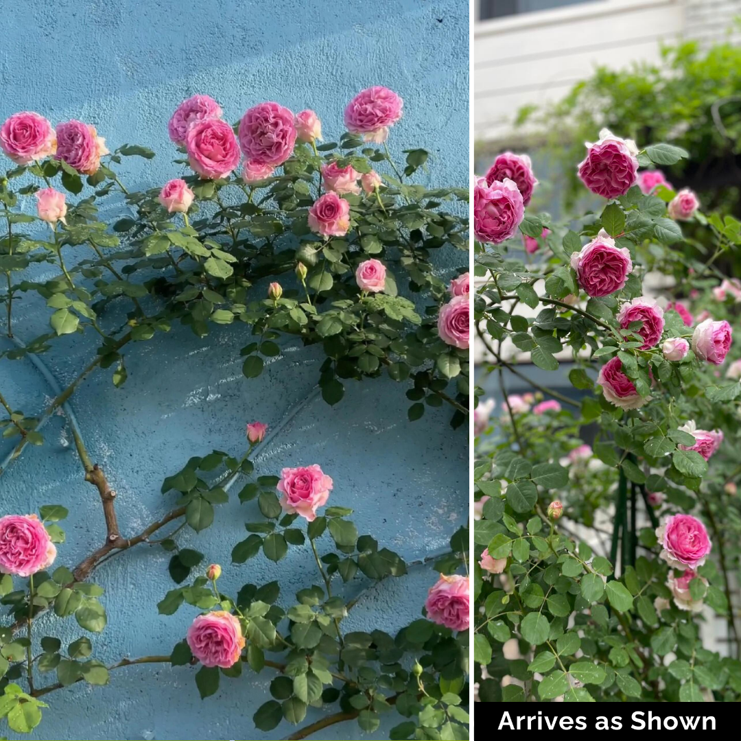 Kletterrose – Luoyi