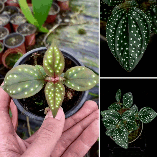 Sonerila cf. margaritacea – Rarität mit leuchtenden Punkten