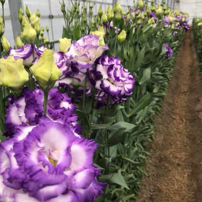 Lisanthus / Eustoma grandiflorum Samen – Die dornlose Rose