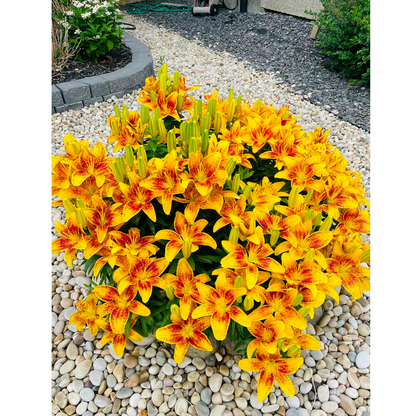 Lilienzwiebeln - Gemischt