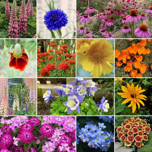 Wildblumensamen-Mischung – Hirschresistent (75 % mehrjährig, 25 % einjährig