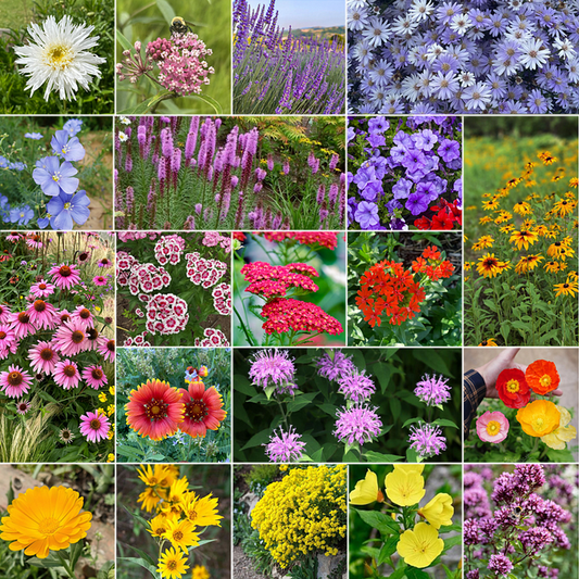 Mehrjährige Wildblumenmischung für Bestäuber