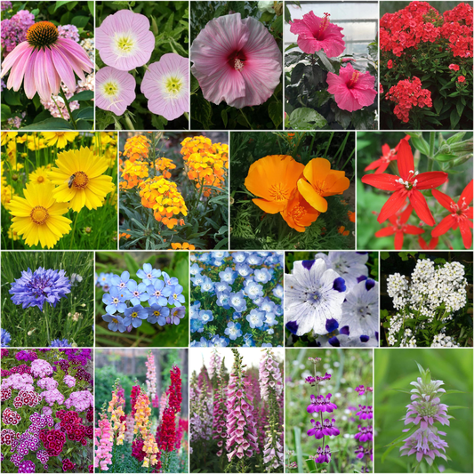 Wildblumensamen-Mischung für Halbschatten