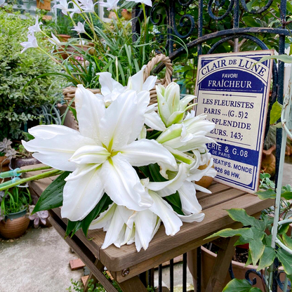 Lilienzwiebeln - Gemischt