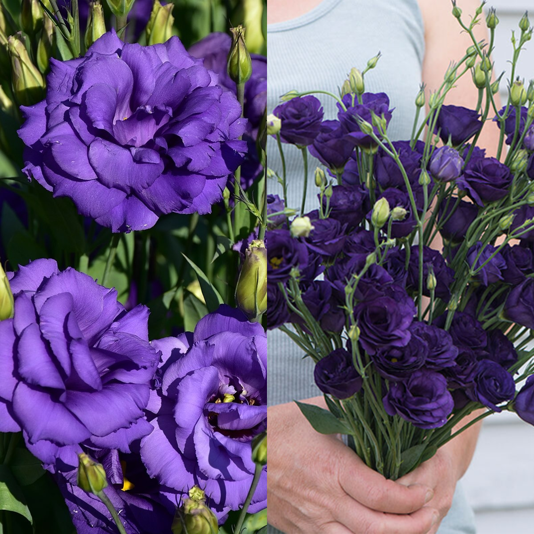 Lisanthus / Eustoma grandiflorum Samen – Die dornlose Rose