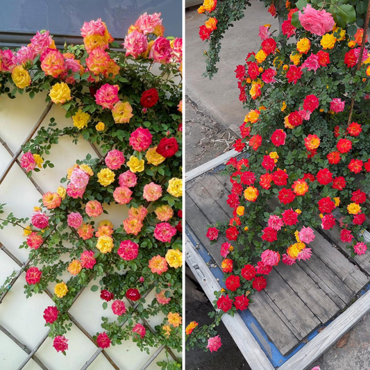 Kletterrose – Rainbow Vine