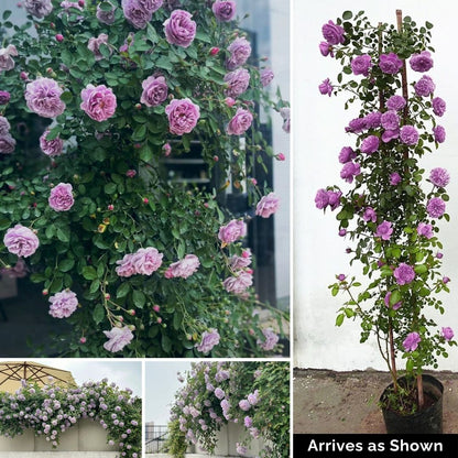 Kletterrose – Blue Rain Shade