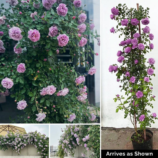 Kletterrose – Blue Rain Shade