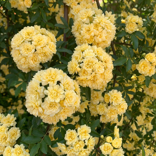 Kletterrose ‘Goldener Duft’ – Duftende Schönheit für den Garten