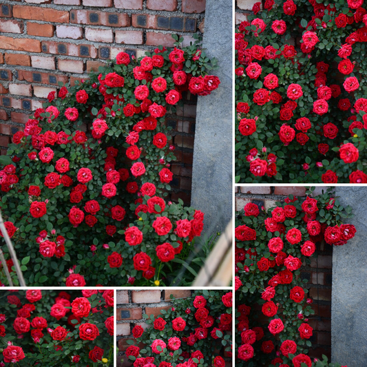 Kletterrose – Girl